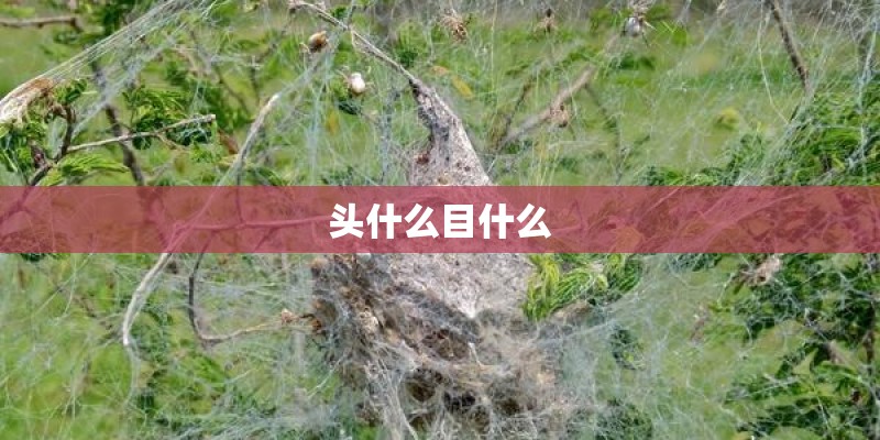 头什么目什么