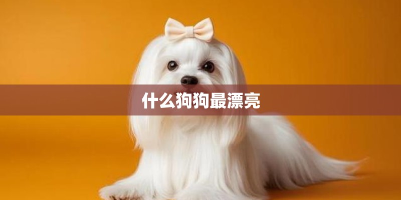 什么狗狗最漂亮
