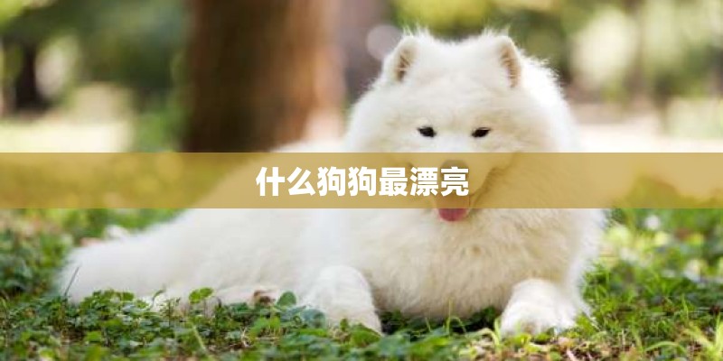 什么狗狗最漂亮