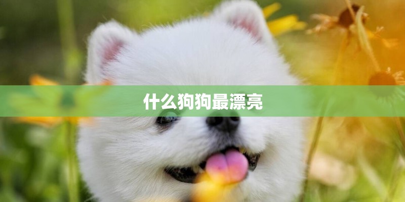 什么狗狗最漂亮
