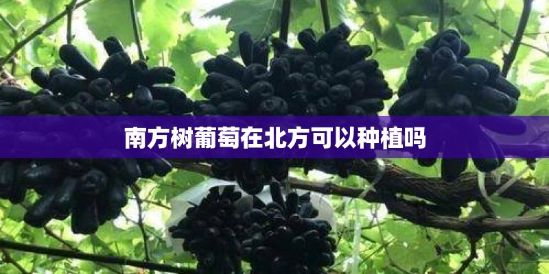南方树葡萄在北方可以种植吗 南方树葡萄在北方可以种植吗