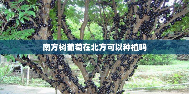 南方树葡萄在北方可以种植吗 南方树葡萄在北方可以种植吗