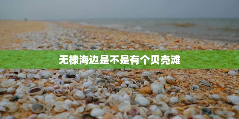 无棣海边是不是有个贝壳滩