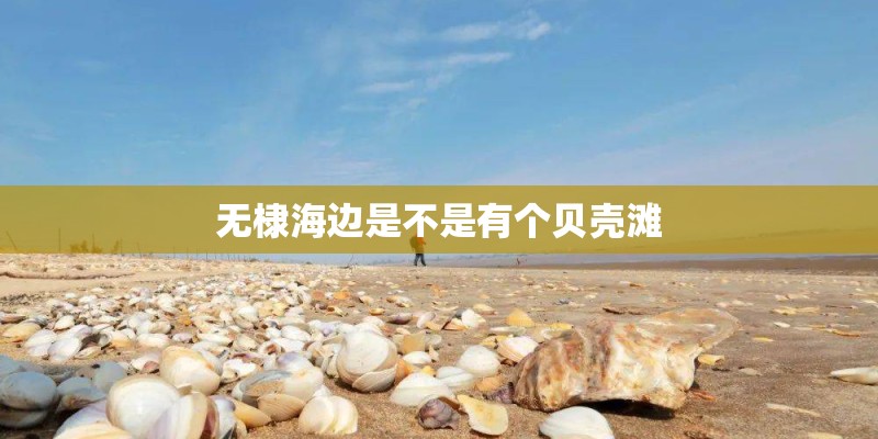 无棣海边是不是有个贝壳滩
