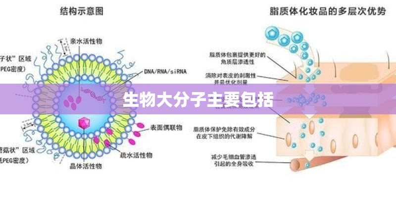生物大分子主要包括