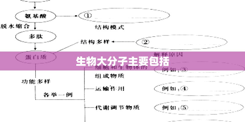 生物大分子主要包括