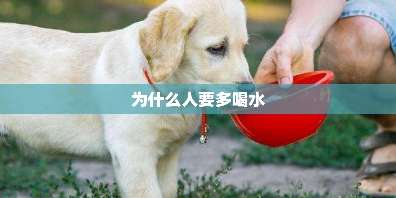 为什么人要多喝水