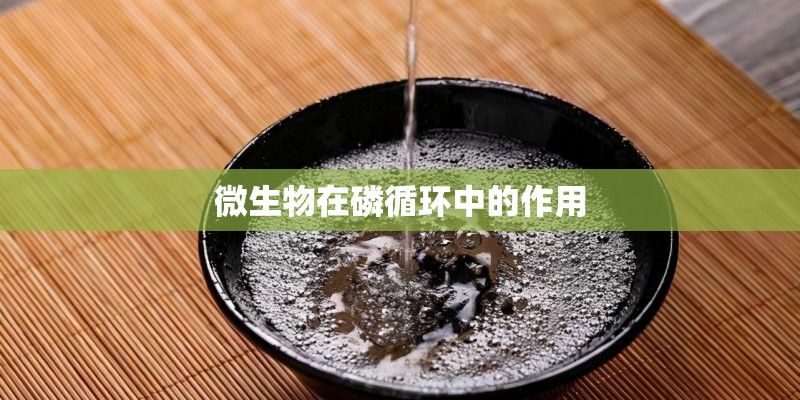 微生物在磷循环中的作用 微生物在磷循环中的作用