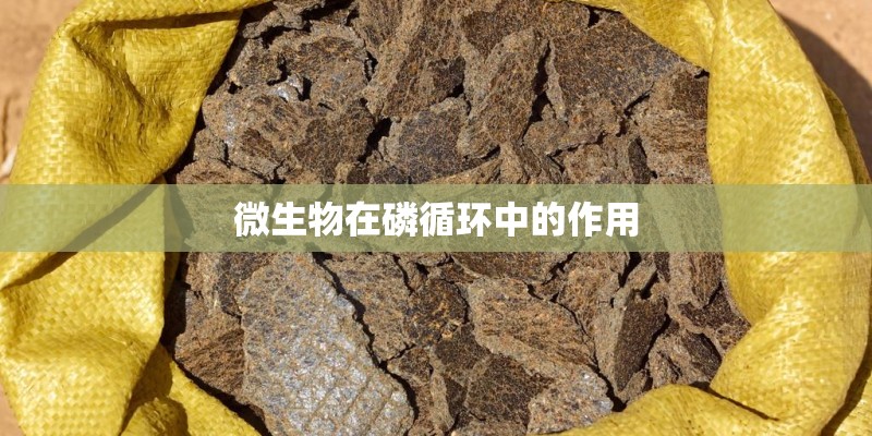 微生物在磷循环中的作用 微生物在磷循环中的作用